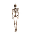Hangende horror decoratie skelet groot 160 cm