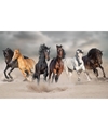 Poster paarden galopperend in het zand 84 x 52 cm